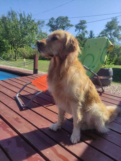 Wo sind die Golden Retriever Liebhaber?-Beitrag-Bild