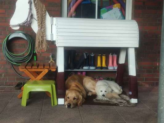 Wo sind die Golden Retriever Liebhaber?-Beitrag-Bild