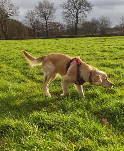 Wo sind die Golden Retriever Liebhaber?-Beitrag-Bild