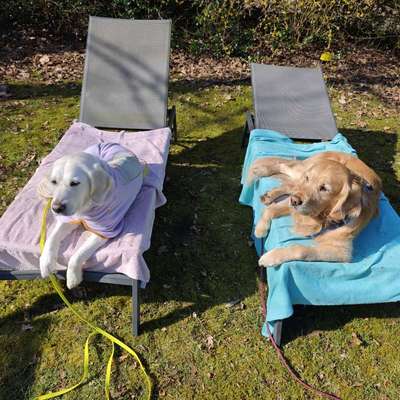 Hundetreffen-Hunde treffen