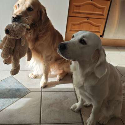 Hundetreffen-Hunde treffen