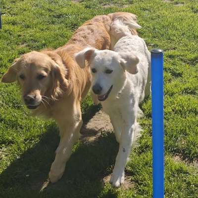Hundetreffen-Hunde treffen