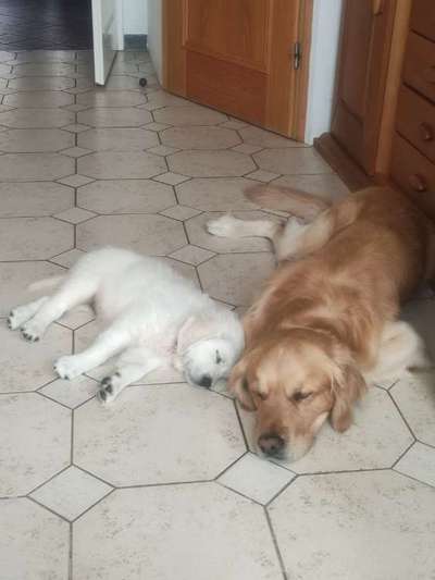 Wo sind die Golden Retriever Liebhaber?-Beitrag-Bild