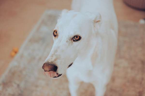 Fotochallenge Nr. 59 - Mein Hund zeigt die Zunge-Beitrag-Bild