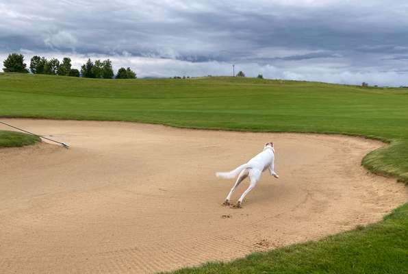Windhunde - Treffen der besonderen Schönheiten
HERZLICH WILLKOMMEN-Beitrag-Bild