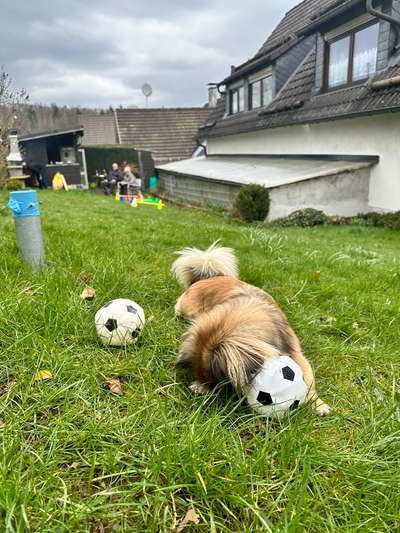 41. Handy Fotochallenge - Euer gemeinsames Hobby-Beitrag-Bild