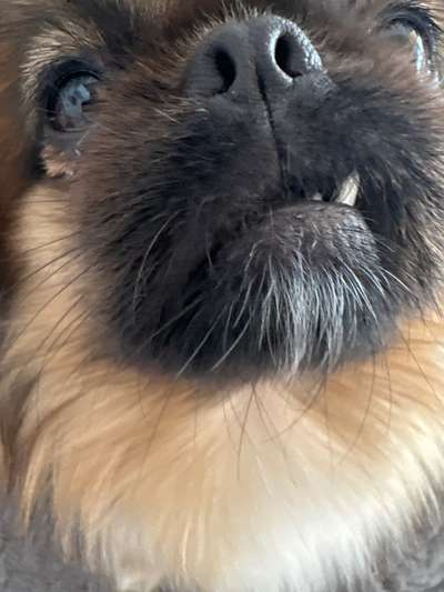 42. Handy Fotochallenge - Den richtigen Riecher haben-Beitrag-Bild