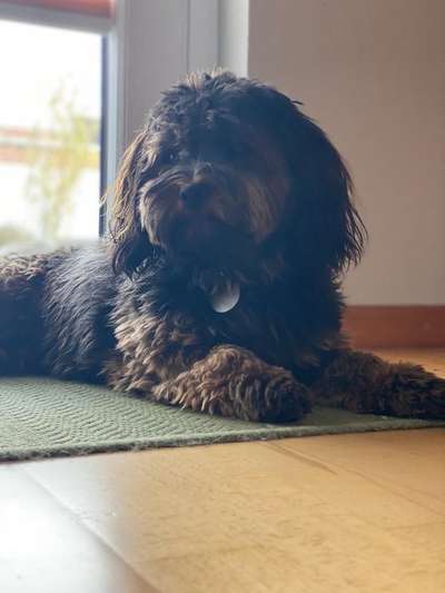 Havaneser dabei?:)-Beitrag-Bild