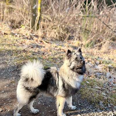 Hundetreffen-Ruhiger Hundekontakt gesucht-Bild