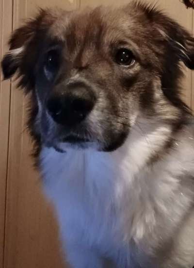 Sind hier auch Kokonis oder Kokonimixe zu finden?-Beitrag-Bild