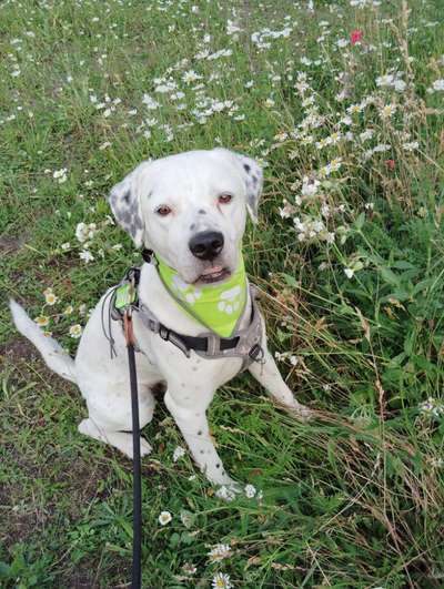 Gelbes Halstuch, gelbes Band oder gelbe Schleife-Beitrag-Bild