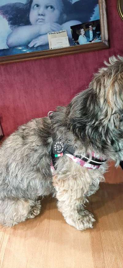 Havaneser dabei?:)-Beitrag-Bild