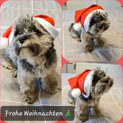 Havaneser dabei?:)-Beitrag-Bild