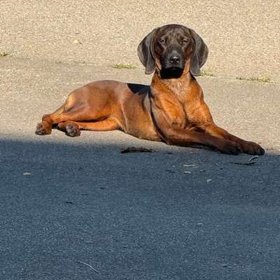 Hundetreffen-Spielkumpel/in gesucht-Bild