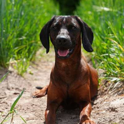 Hundetreffen-Spielkumpel/in gesucht-Bild