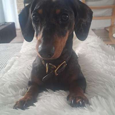 Hundetreffen-Dackeltreffen in Essen-Bild
