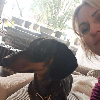 Hundetreffen-Dackel Treffen im Stadtwald Essen-Bild