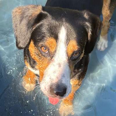 Die Dogorama Kalender Challenge 4/4-Beitrag-Bild