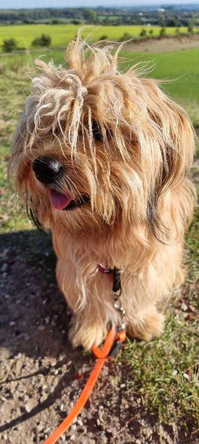 Die Dogorama Kalender Challenge Titelbild-Beitrag-Bild