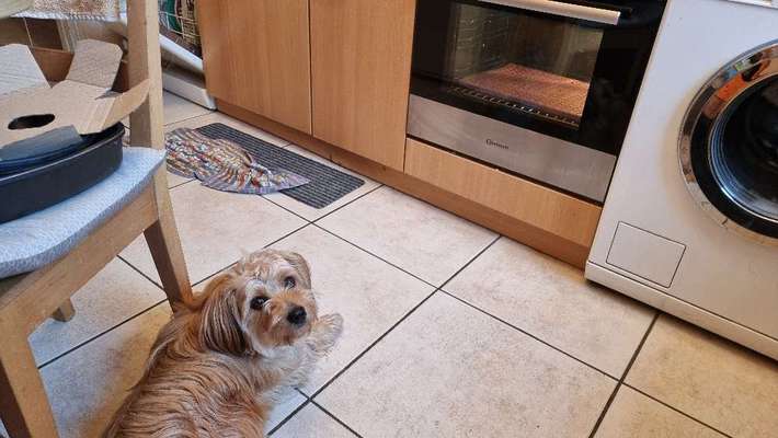 Heute gibt es.....der "ich mach die Leckerlis-Selber-Thread"-Beitrag-Bild