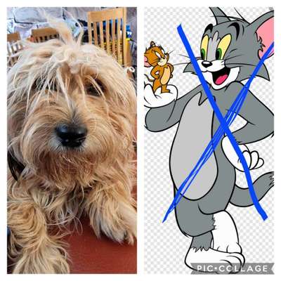 Wie heißt dein Hund?-Beitrag-Bild