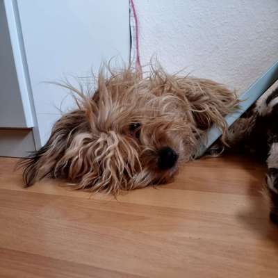 Tibet Terrier-Beitrag-Bild