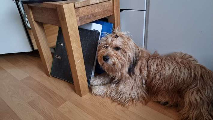 Tibet Terrier-Beitrag-Bild