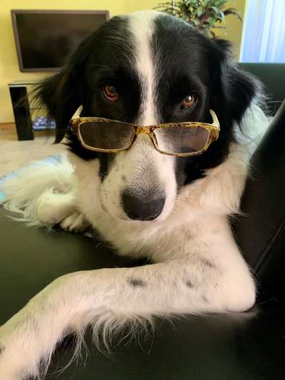 Dogorama Photo Challenge - Hundeblick zum hinschmelzen-Beitrag-Bild