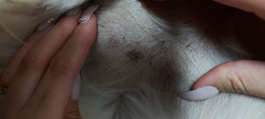 Hautirritationen Herpes/Pilz?-Beitrag-Bild