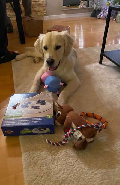 Dogorama Photo Challenge - Bescherung-Beitrag-Bild