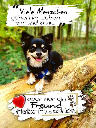 Schöne Hunde - Sprüche !-Beitrag-Bild