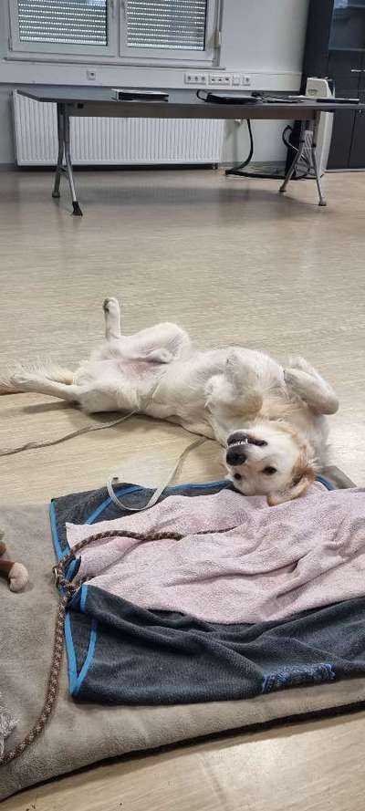 Wo sind die Golden Retriever Liebhaber?-Beitrag-Bild