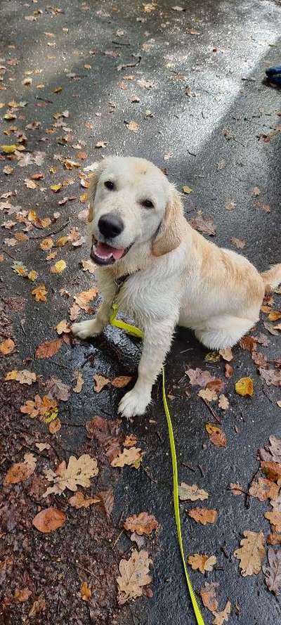 Wo sind die Golden Retriever Liebhaber?-Beitrag-Bild