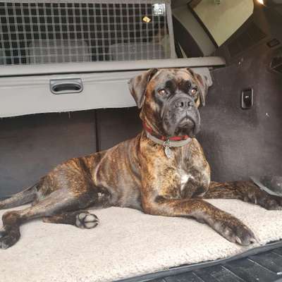 Deutsche Boxer-Beitrag-Bild