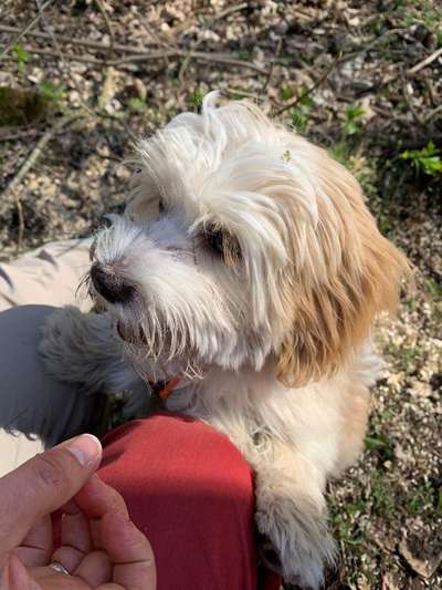 Havaneser dabei?:)-Beitrag-Bild