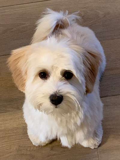 Havaneser-Beitrag-Bild