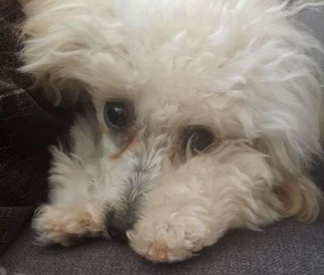 Dogorama Photo Challenge - Fail/Outtakes-Beitrag-Bild