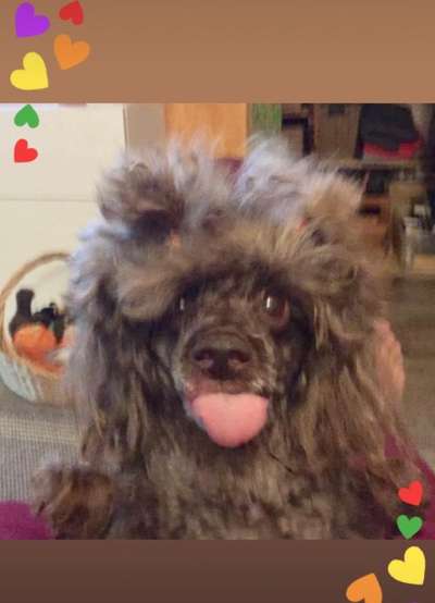 Dogorama Photo Challenge - Fail/Outtakes-Beitrag-Bild