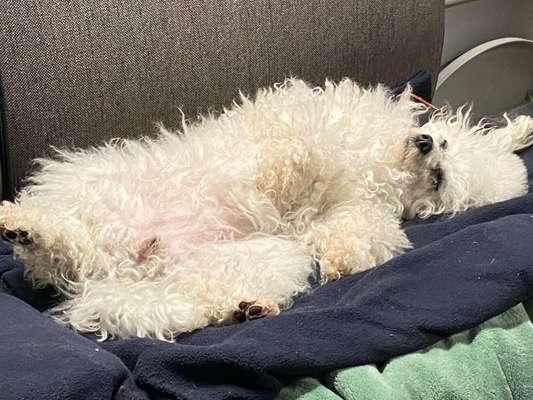 Dogorama Photo Challenge - Frühjahrsmüdigkeit-Beitrag-Bild