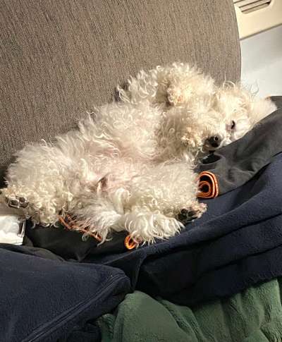 Dogorama Photo Challenge - Frühjahrsmüdigkeit-Beitrag-Bild