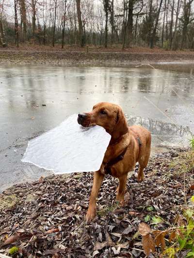 Dogorama-Monats-Challenge-Mai "Wasser"-Beitrag-Bild