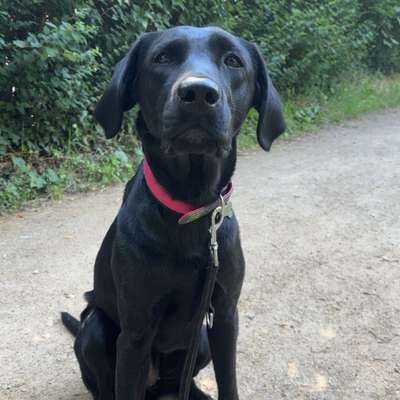 Hundetreffen-Spielrunde-Bild