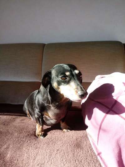 Die graue Eminenz-Beitrag-Bild