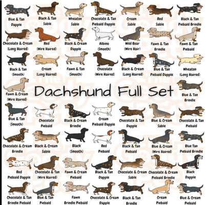 Qualzucht - Warum Aufklärung alleine nicht reicht-Beitrag-Bild