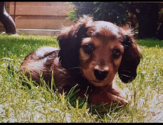 Welpen Bilder !-Beitrag-Bild