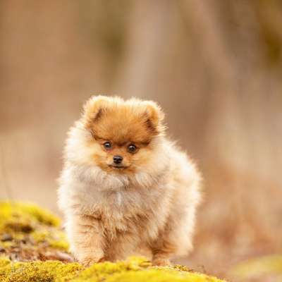 Hundetreffen-Pomeranian/ Zwergspitz-Treffen in Kassel