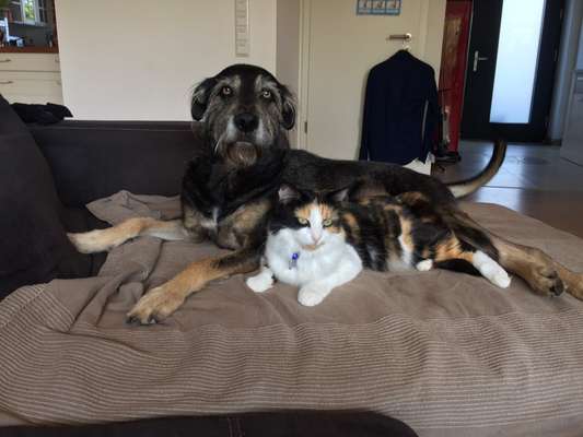 TierschutzhundeStammtisch🐕-Beitrag-Bild