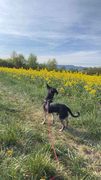 Hundetreffen-Treffen mit Krali ✨-Bild