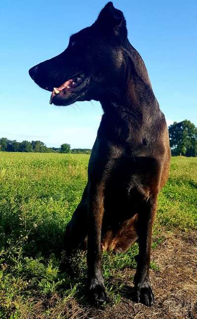 Hundetreffen-Spielkameraden/-kameradin gesucht-Bild