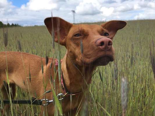 Shar Pei Mischlinge-Beitrag-Bild